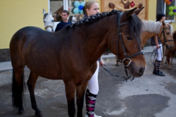 Pony Club - Киев, Конный спорт